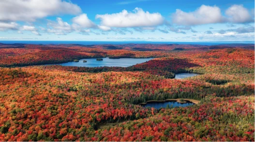 Maple leaves changing colors in Canada
